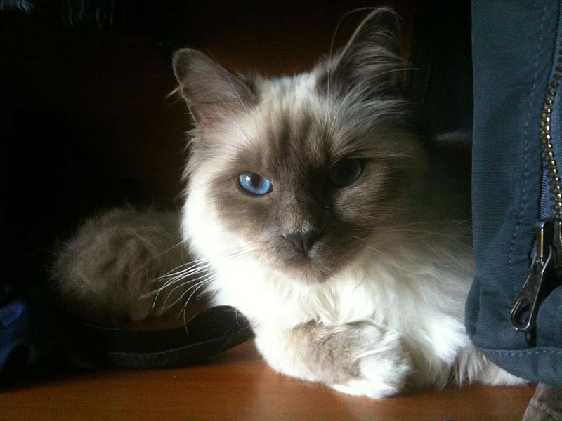 7 пород кошек, которые очень любят объятия